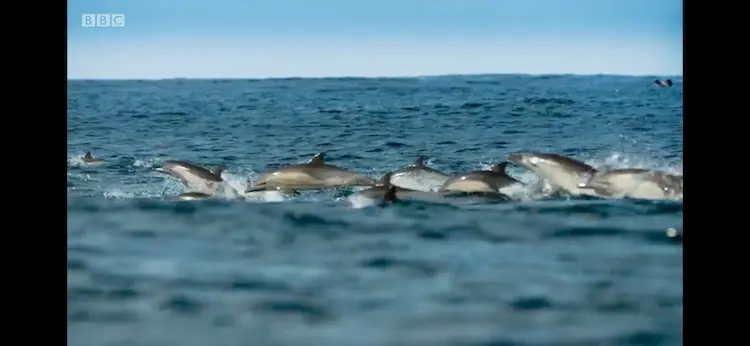 Common dolphin (Delphinus delphis) as shown in Blue Planet II - Green Seas